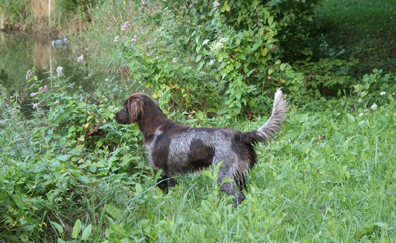 Fripouille Vom hundegelaut