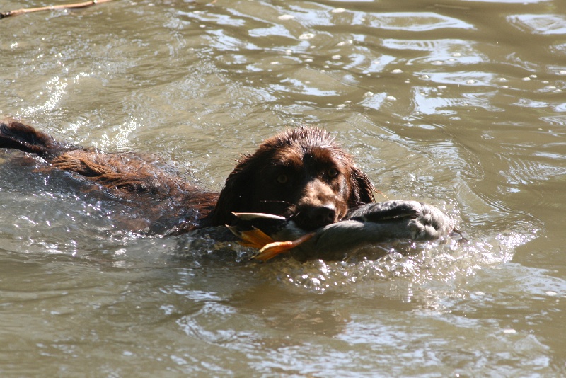 Fripouille Vom hundegelaut