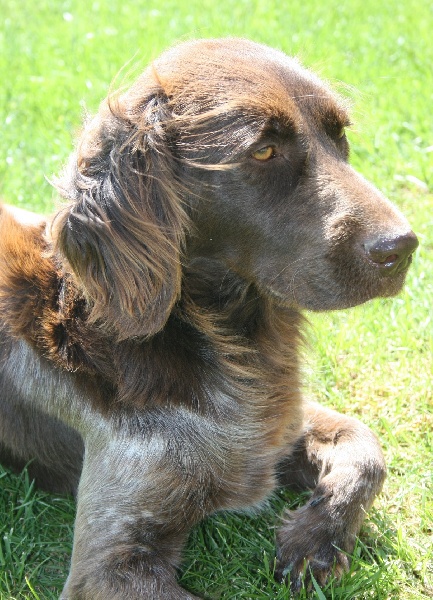 Fripouille Vom hundegelaut