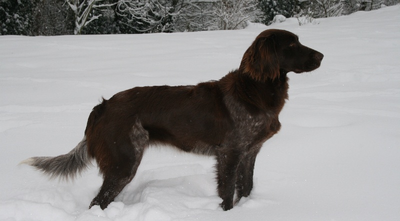 Fripouille Vom hundegelaut