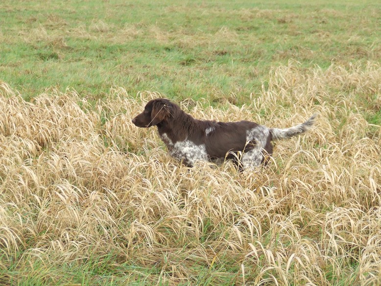 Ixo De La Corvée Aux Loups