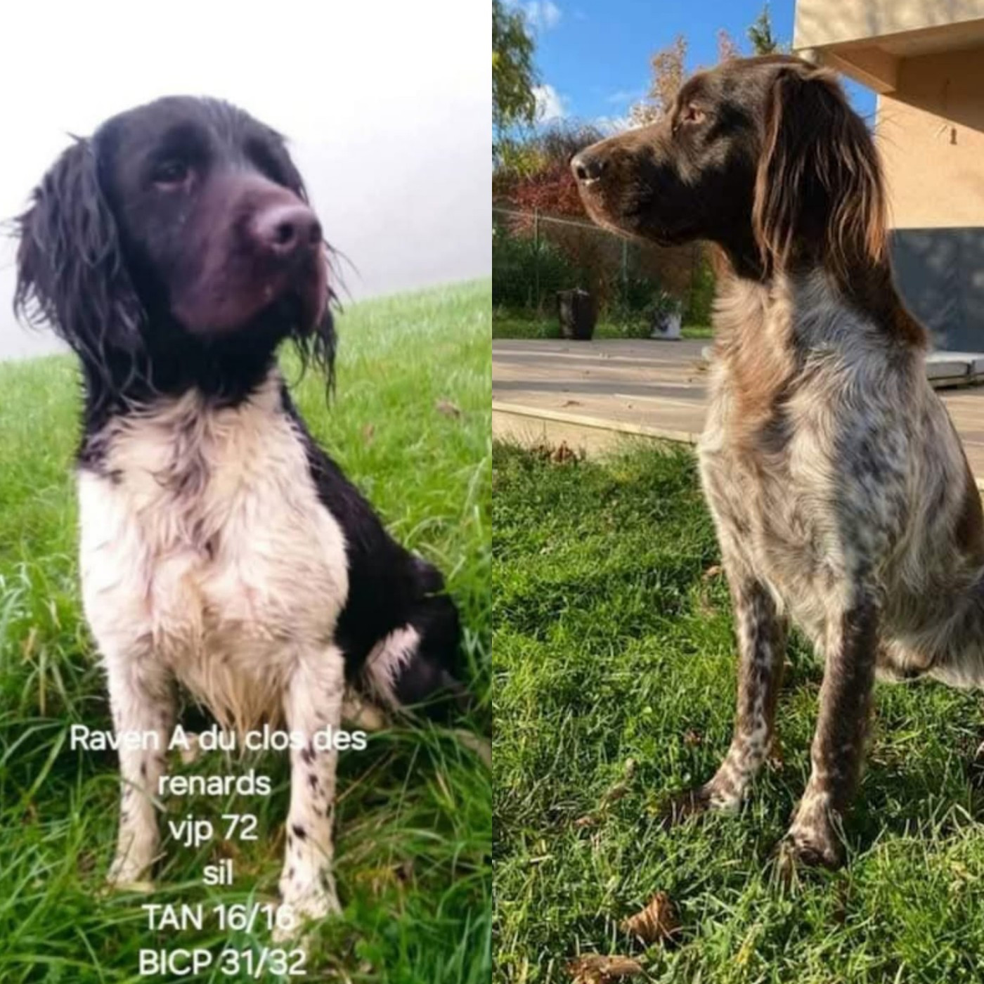 Gestation confirmée