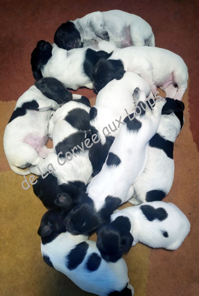 Chiots OLGA et IRON